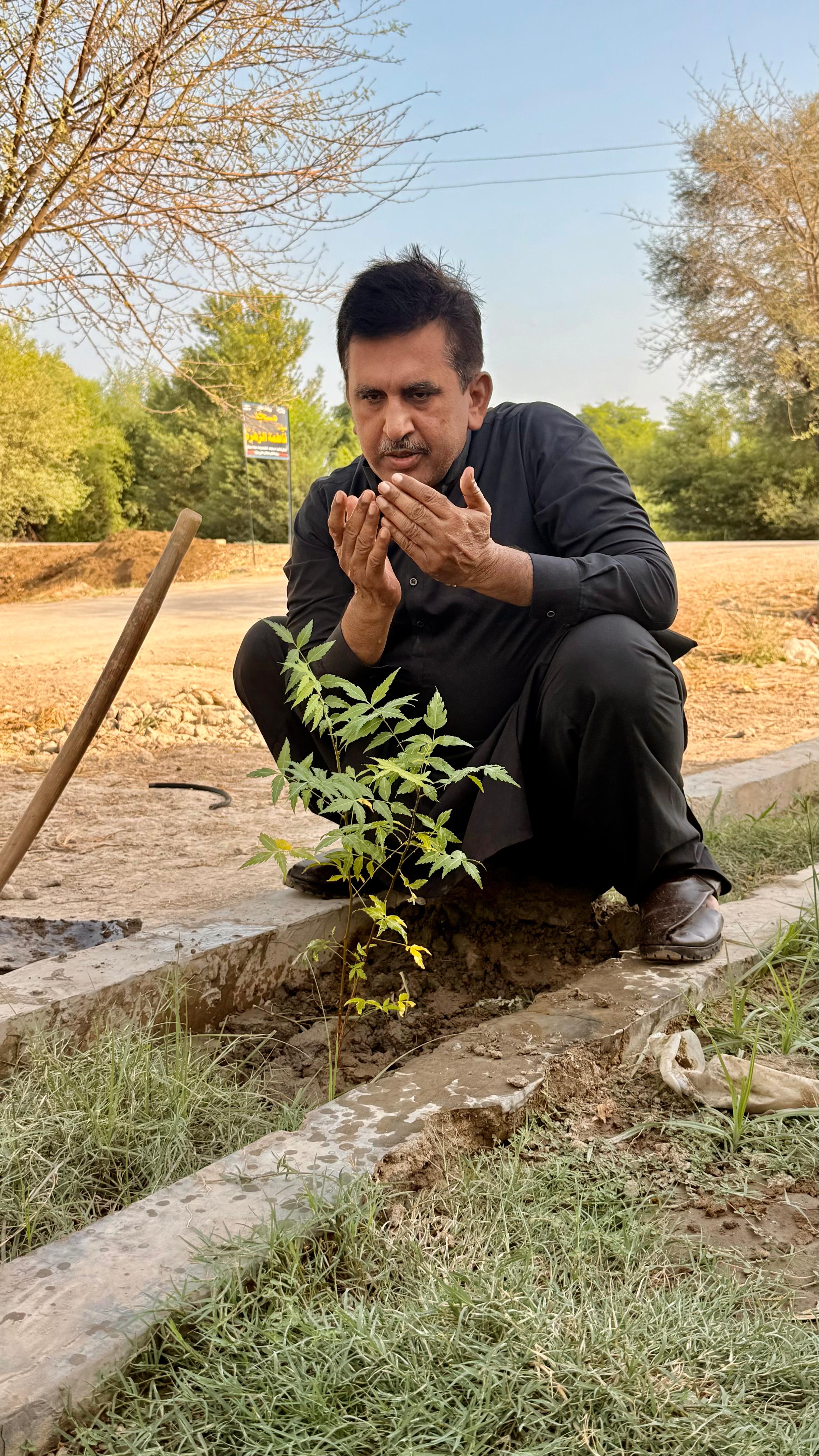 Green Sindh tree plantation 4
