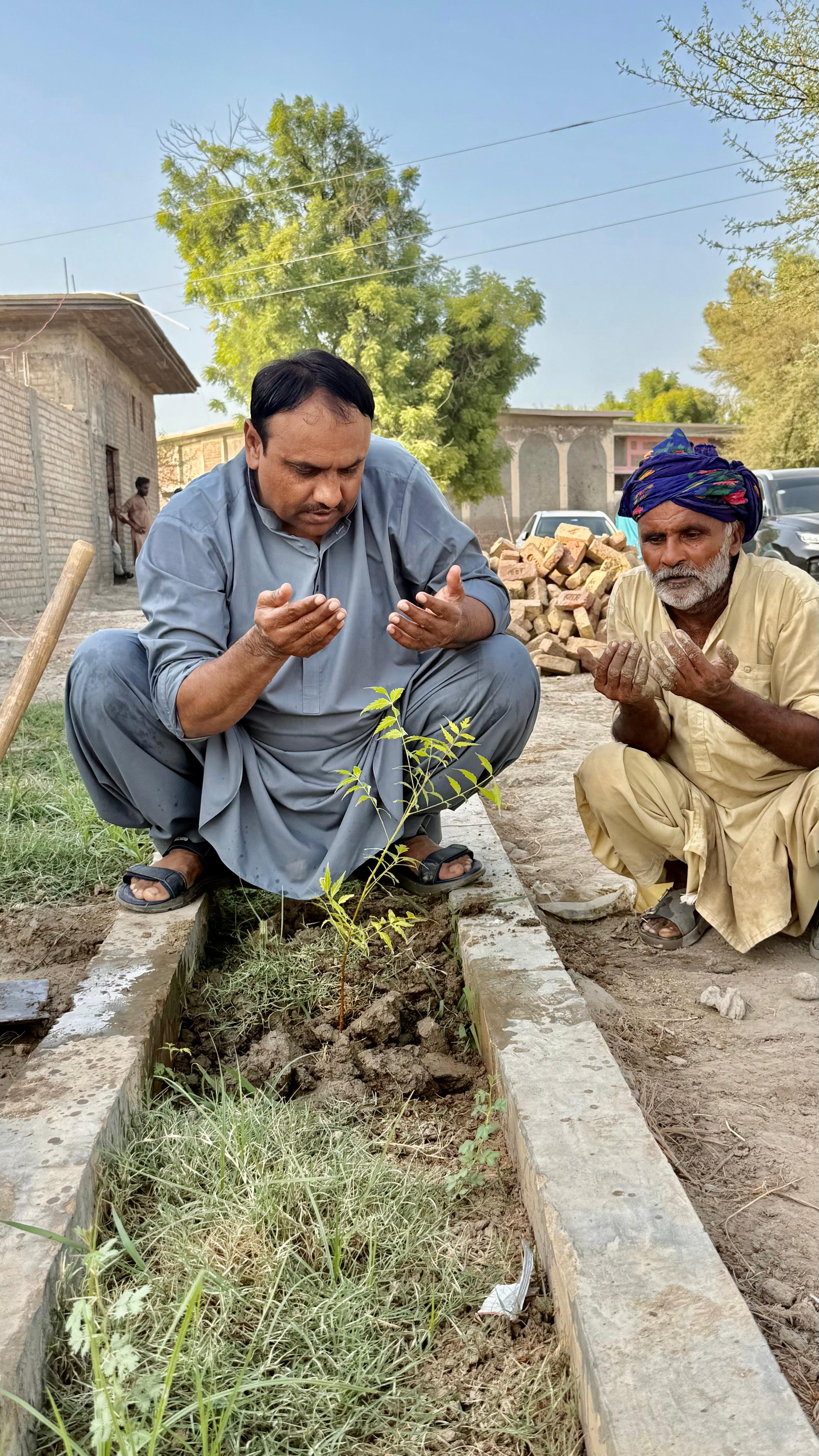 Green Sindh tree plantation photo 6