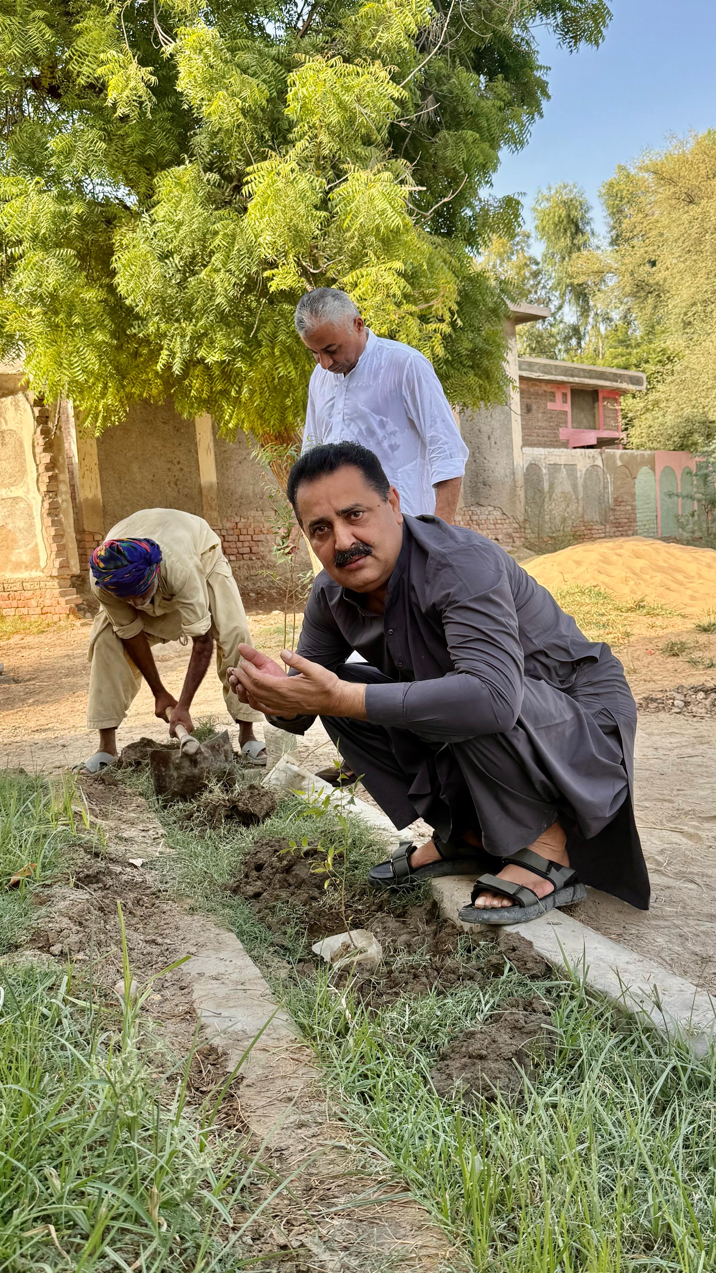 Green Sindh tree plantation photo 7
