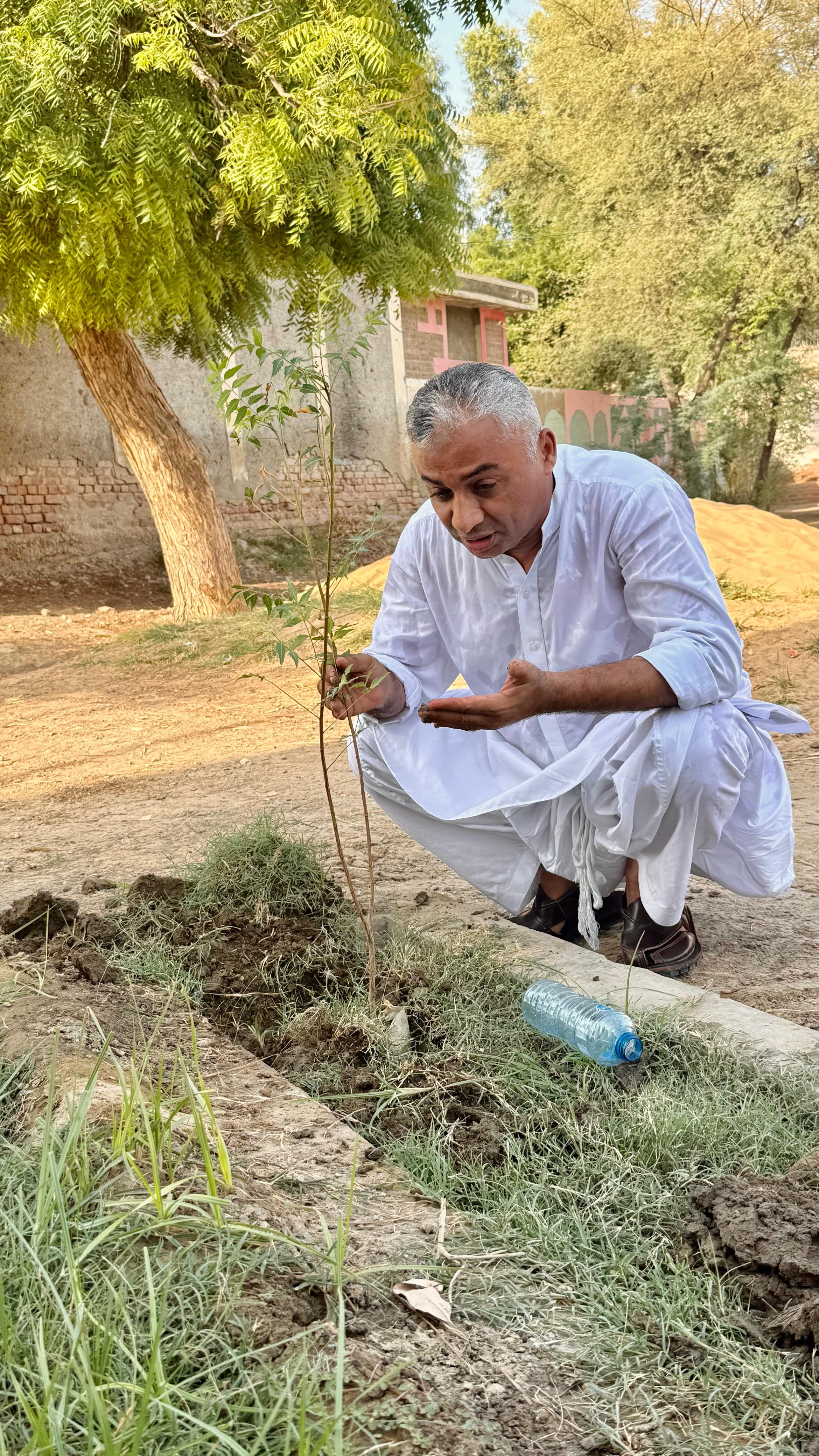 Green Sindh tree plantation photo 8